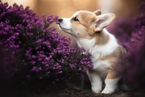 爱游戏官网-新规则下的冠军争夺战，新规则下的冠军争夺战是什么