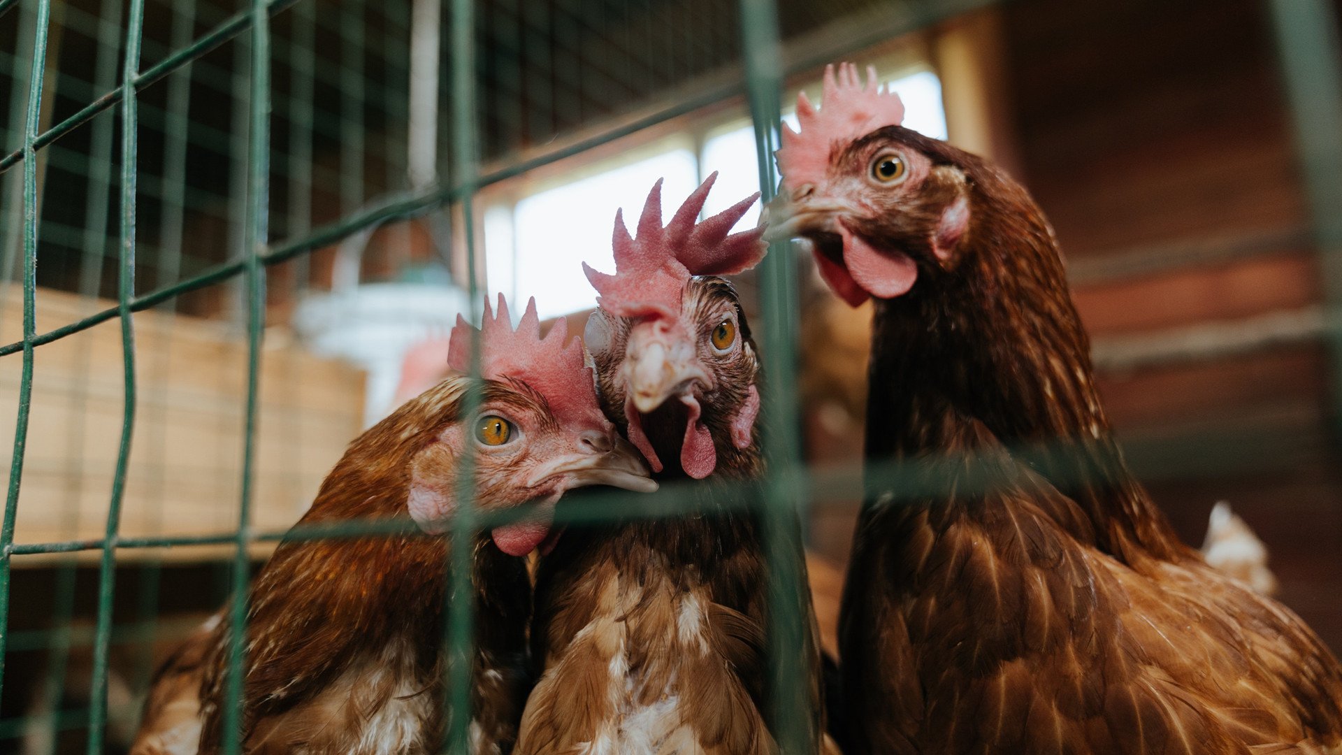 全国重点高校篮球联赛精彩纷呈，展现青年风采，2020全国大学生篮球联赛有哪些学校